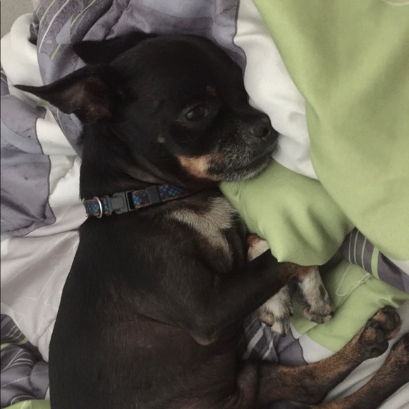 Meet your Posher, Vi - Picture 1 of 1